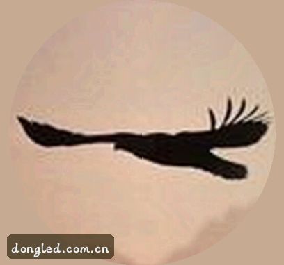张磊
